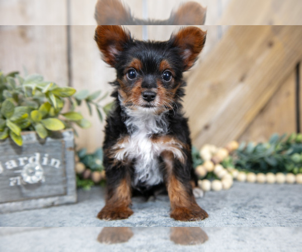 Medium Photo #3 Yorkshire Terrier Puppy For Sale in GREENWICH, OH, USA