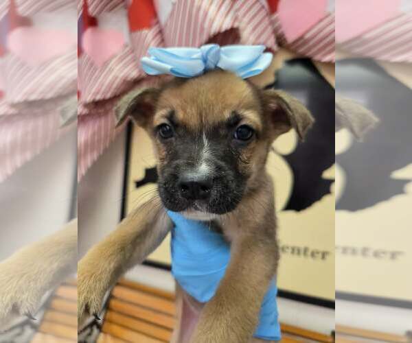 Medium Photo #1 Boxador Puppy For Sale in SHERBURNE, NY, USA