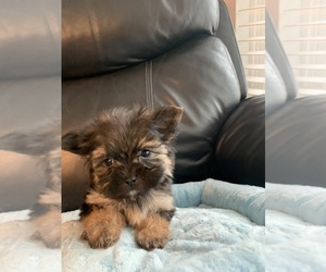 Morkie Puppy for sale in FORT WORTH, TX, USA