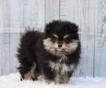 Small Photo #1 Pomeranian Puppy For Sale in FREDERICKSBG, OH, USA