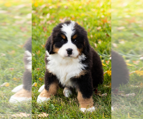 Medium Photo #2 Bernese Mountain Dog Puppy For Sale in MILLERSBURG, IN, USA