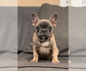 French Bulldog Puppy for sale in HGHLNDS RANCH, CO, USA