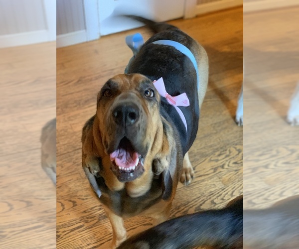 Medium Photo #1 Bloodhound Puppy For Sale in MOUNT AIRY, MD, USA