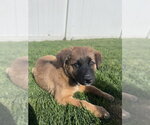 Small Photo #5 Mutt Puppy For Sale in Sandy, UT, USA
