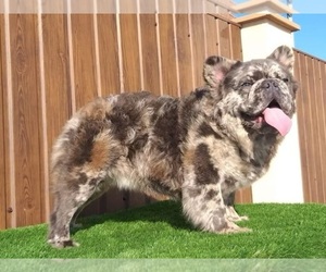 Father of the French Bulldog puppies born on 04/01/2025