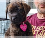 Small Photo #4 Mastador Puppy For Sale in BROOKSVILLE, FL, USA