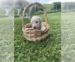 Small #5 Labradoodle