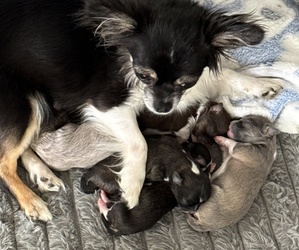 Mother of the Chihuahua puppies born on 04/20/2026