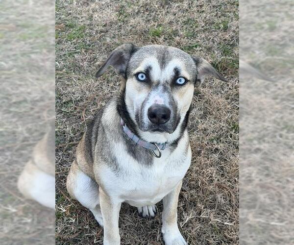 Medium Photo #1 Siberian Husky-Unknown Mix Puppy For Sale in Baytown, TX, USA