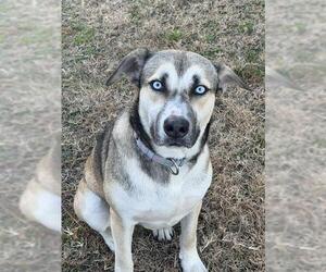 Siberian Husky-Unknown Mix Dogs for adoption in Baytown, TX, USA