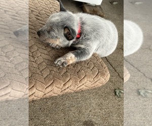 Australian Cattle Dog Puppy for sale in GRANGER, IN, USA