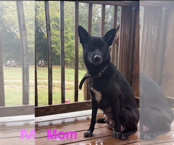 Medium Photo #1 German Shepherd Dog Puppy For Sale in ROYSTON, GA, USA