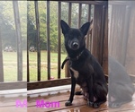 Small Photo #1 German Shepherd Dog Puppy For Sale in ROYSTON, GA, USA