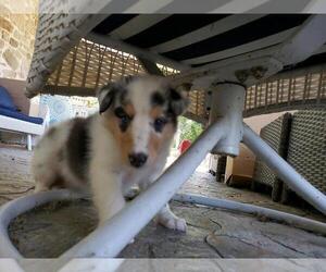 Collie Puppy for Sale in LANGHORNE, Pennsylvania USA
