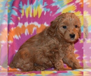 Goldendoodle-Poodle (Miniature) Mix Puppy for sale in SUNBURY, PA, USA