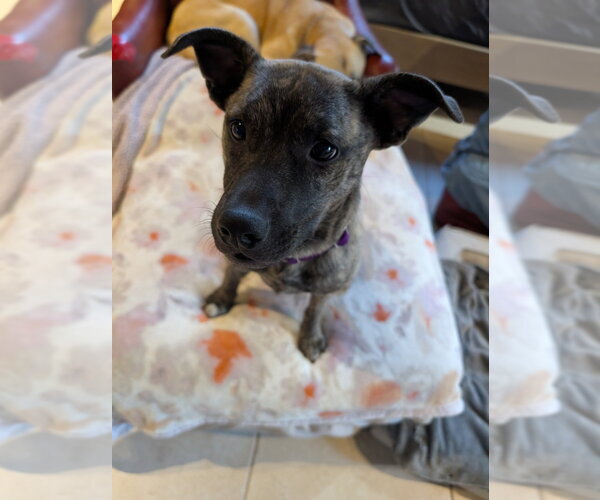 Medium Photo #2 Mountain Cur-Unknown Mix Puppy For Sale in Boston, MA, USA