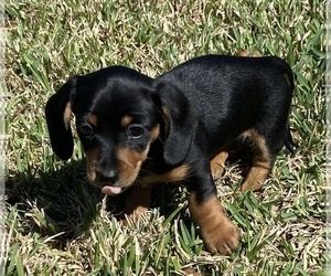 Dachshund Puppy for sale in OCALA, FL, USA