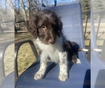 Puppy Wellington Aussiedoodle