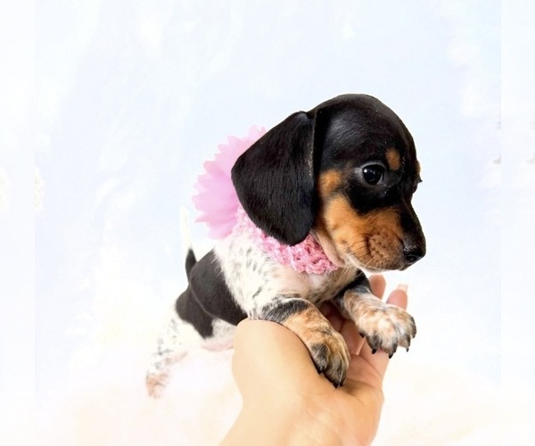 Medium Photo #10 Dachshund Puppy For Sale in DAVIS, CA, USA