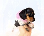 Small #9 Dachshund