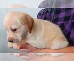 Small #7 Labrador Retriever