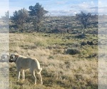 Small #17 Kangal Dog