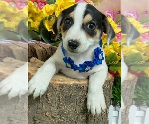 Jack Russell Terrier Puppy for sale in HAMMOND, IN, USA