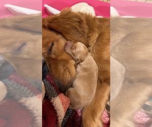 Golden Retriever Puppy for sale in SHOW LOW, AZ, USA