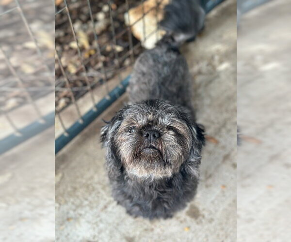 Medium Photo #1 Shih Tzu Puppy For Sale in Oak Bluffs, MA, USA