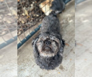 Shih Tzu Dogs for adoption in Oak Bluffs, MA, USA
