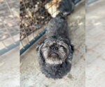 Small Shih Tzu