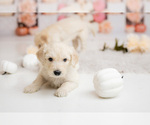 Small #3 Goldendoodle-Sheepadoodle Mix