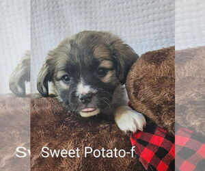 Maltese-Poodle (Standard) Mix Dogs for adoption in San Bernardino, CA, USA