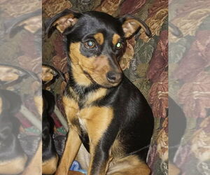 Miniature Pinscher Dogs for adoption in Foristell, MO, USA