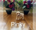 Puppy Pinky Beagle