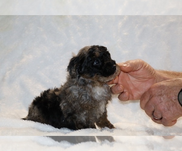 Medium Photo #19 ShihPoo Puppy For Sale in DYERSBURG, TN, USA