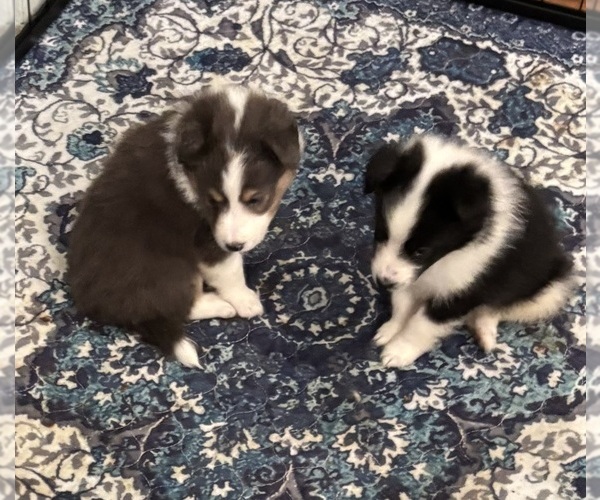 Medium Photo #2 Shetland Sheepdog Puppy For Sale in SHERIDAN, AR, USA