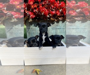 Chihuahua Puppy for sale in CHESTERFIELD, MI, USA