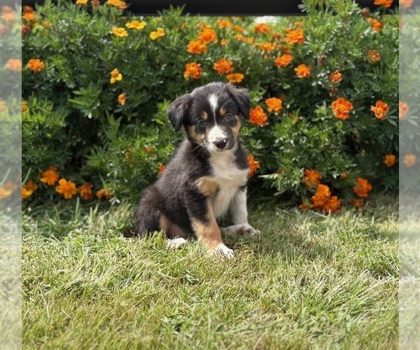 Medium Photo #3 Border Collie-Bordoodle Mix Puppy For Sale in AMES, IA, USA