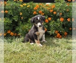 Small #2 Border Collie-Bordoodle Mix