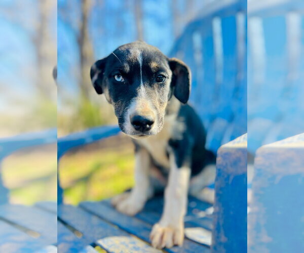 Medium Photo #3 Australian Shepherd-Unknown Mix Puppy For Sale in Pacolet, SC, USA