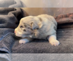 Small #3 Border Collie