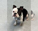 Small #5 Bulldog Mix