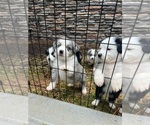 Small Photo #3 Miniature Australian Shepherd Puppy For Sale in CONNELLYS SPRINGS, NC, USA