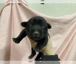 German Shepherd Dog-Unknown Mix Dogs for adoption in Modesto, CA, USA