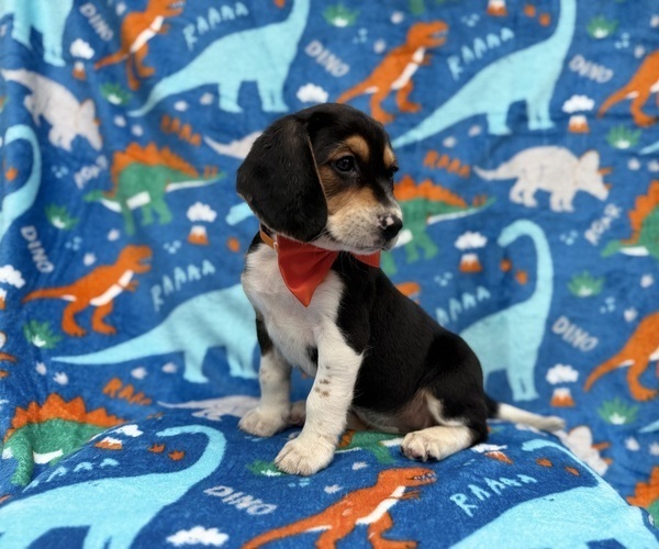Medium Photo #5 Beagle Puppy For Sale in LAKELAND, FL, USA