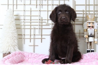 Labradoodle Puppy for sale in BEL AIR, MD, USA