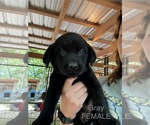 Small #10 Labrador Retriever