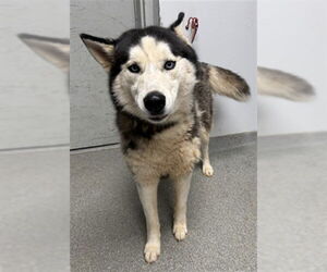 - Mix Dogs for adoption in Palmetto, FL, USA