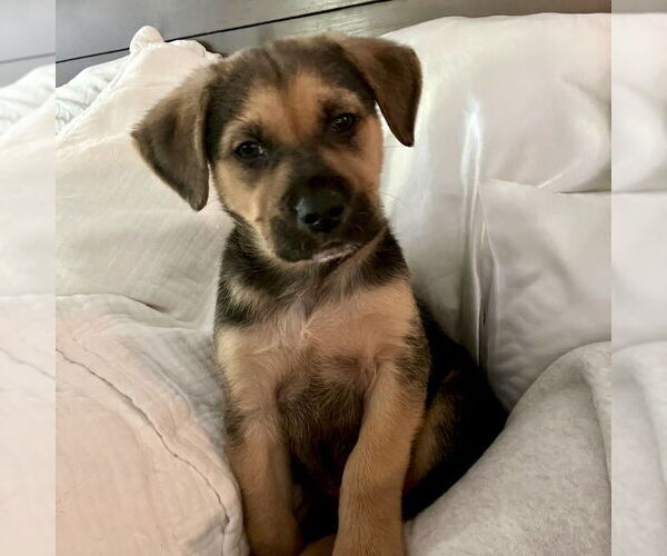 Medium Photo #7 Mutt Puppy For Sale in San Juan Capistrano, CA, USA